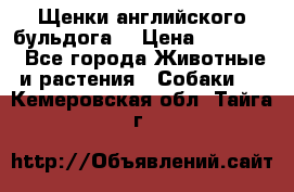 Щенки английского бульдога  › Цена ­ 60 000 - Все города Животные и растения » Собаки   . Кемеровская обл.,Тайга г.